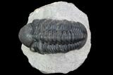 Bargain, Reedops Trilobite - Atchana, Morocco #91928-1